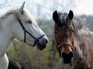 Horses in the meadow