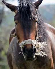 Horses in the meadow