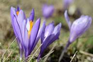 Crocuses of Yundola