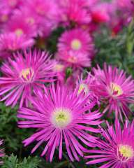 Flowers on the island of Lipari