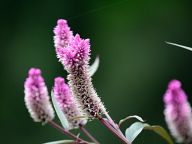 Beautiful flowers in northern Thailand