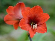 Beautiful flowers in northern Thailand