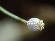 Cocaine from white poppy