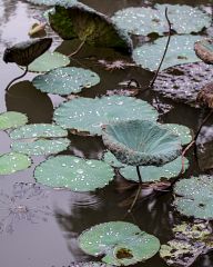 Park in Hanoi