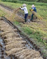 Harvesting rice