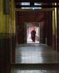 Monk in the temple of cats