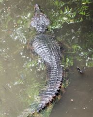 Zoo Singapore