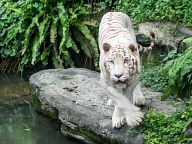 White tiger