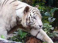 White tiger