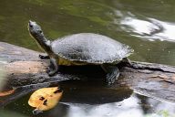 Zoo Singapore