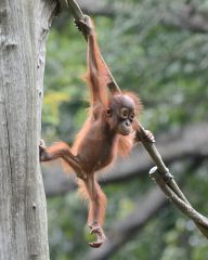 Zoo Singapore