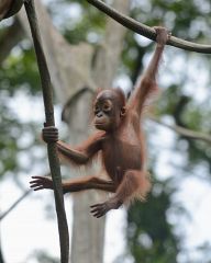 Zoo Singapore