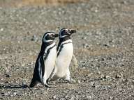 Penguins on Magdalena Island