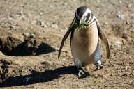 Penguins on Magdalena Island