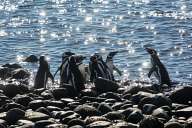 Penguins on Magdalena Island