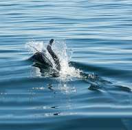 Dolphins near Magdalena island