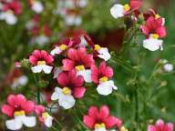 Flowers in Cefalu