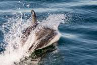 Dolphins near Magdalena island