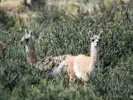 Guanaco