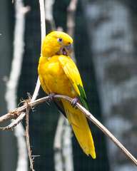 Parrots in the Park