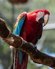 Parrots in the Park