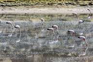 Pink flamingo in the Atacama