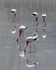 Pink flamingo in the Atacama