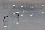 Pink flamingo in the Atacama