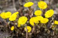 Flowers near Cave