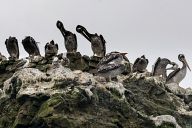 Pelicans