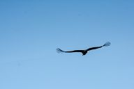 Condors of Colca