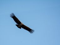 Condors of Colca