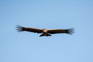 Condors of Colca