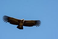 Condors of Colca