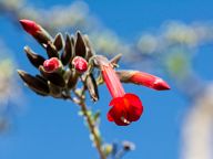 Кантута - цветето на Инките