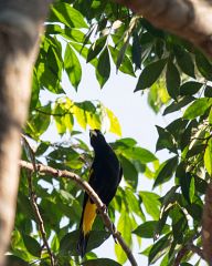 Bird in the branches