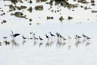 Birds at sea