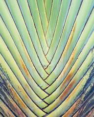 Palm leaf