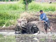 Rice fields