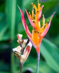 Heliconia Psittacorum