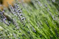 Lavender fields