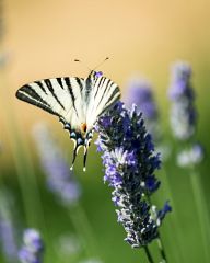 Lavender fields