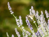 Lavender fields