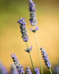 Lavender fields