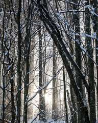 Snowy forest