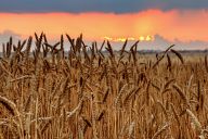 Wheat at sunset