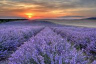 Fields of lavender near Chirpan