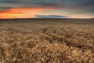 Wheat at sunset near Chirpan