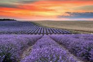 Fields of lavender near Chirpan