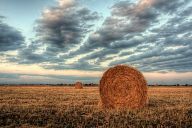 Bales of hay